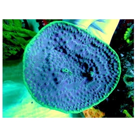 Coral Pagoda Cup turbinaria purple/green gr