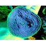 coral pagoda cup turbinaria purple/green md