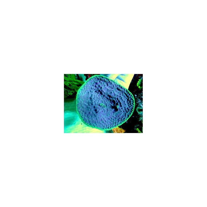 coral pagoda cup turbinaria purple/green md