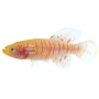 KILLIFISH GARDNERI ALBINO UND