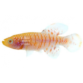 KILLIFISH GARDNERI ALBINO UND