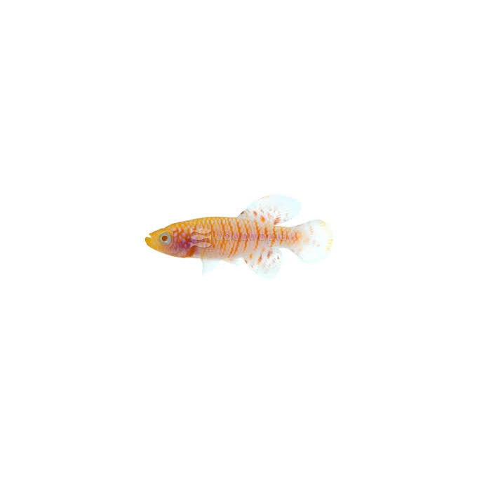 KILLIFISH GARDNERI ALBINO CASAL