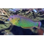 wrasse dusky