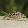 corydora punctatus