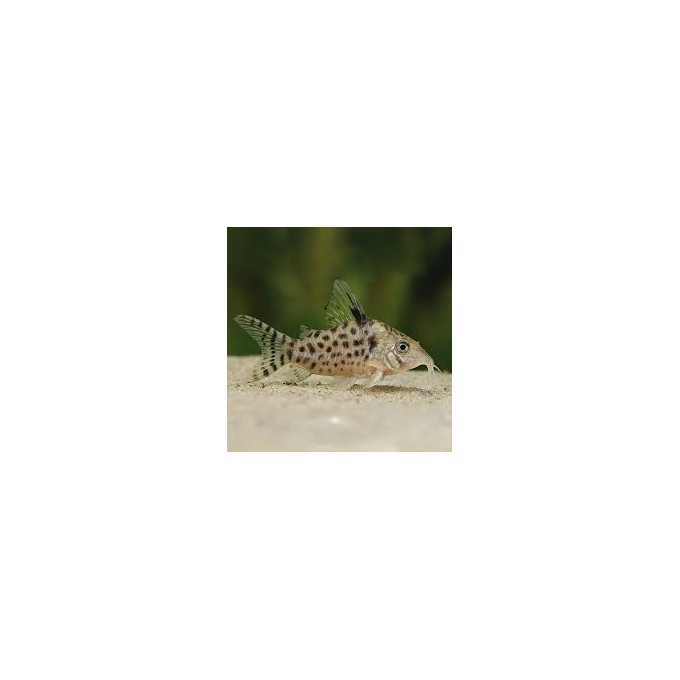 corydora punctatus