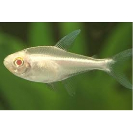 tetra neon negro albino