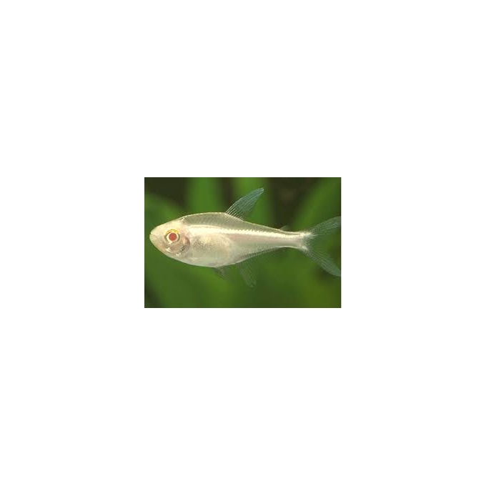 tetra neon negro albino