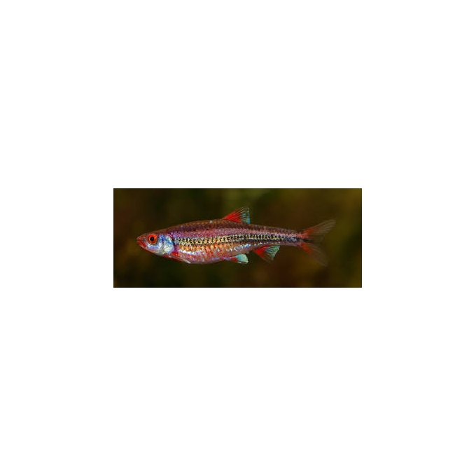 rainbow shiner