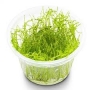 planta n musgo taxiphyllum flame moss tk
