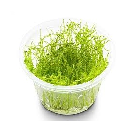 planta n musgo taxiphyllum flame moss tk