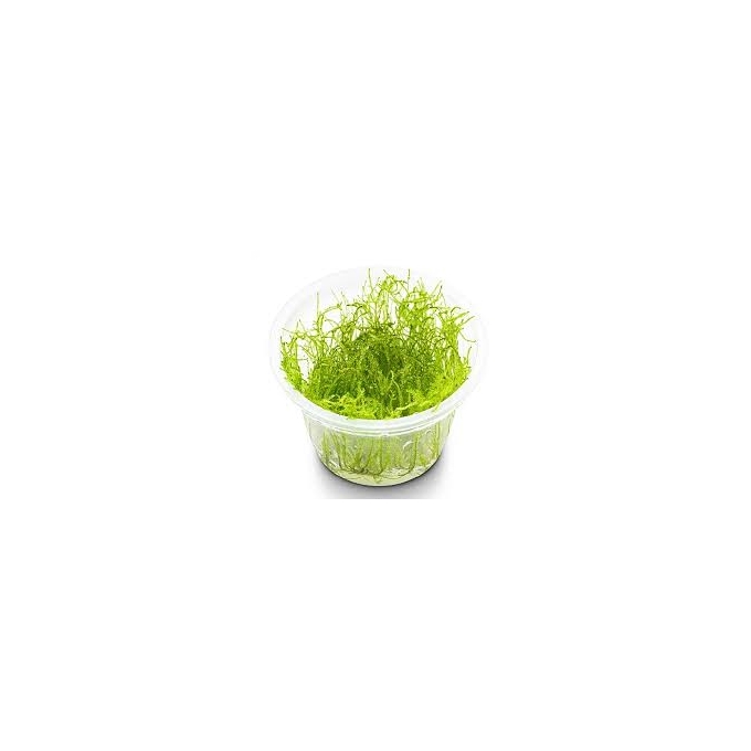 planta n musgo taxiphyllum flame moss tk