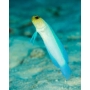 blenny jaw fish yellow