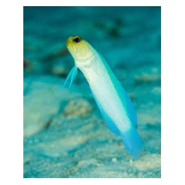blenny jaw fish yellow