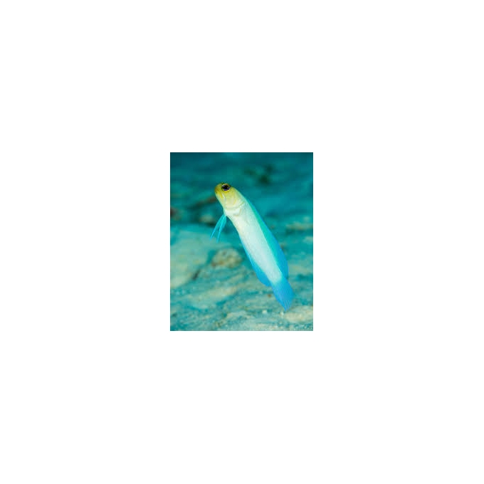 blenny jaw fish yellow