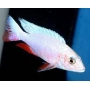 cicl haplochromis iceberg fire red