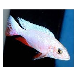 cicl haplochromis iceberg fire red