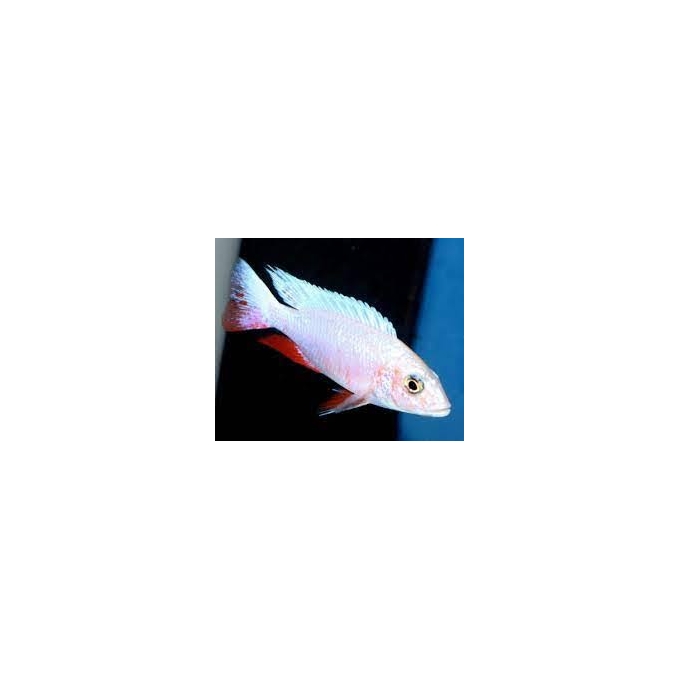 cicl haplochromis iceberg fire red