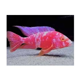 cicl aulonocara orange blue red