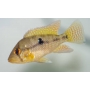GEOPHAGUS BRASILIENSIS PQ