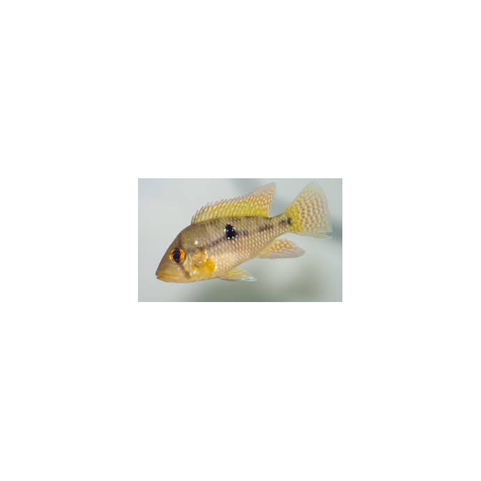 GEOPHAGUS BRASILIENSIS PQ