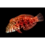 wrasse leopard red