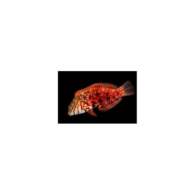 wrasse leopard red