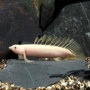 Polypterus Seneg Alb 20cm