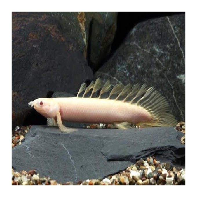Polypterus Seneg Alb 20cm
