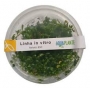PLANTA N ROTALA BSD AP