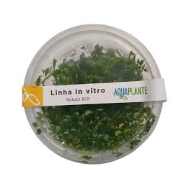 PLANTA N ROTALA BSD AP