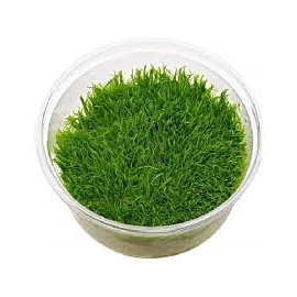 PLANTA N UTRICULARIA GRAMINIFOLIA AP