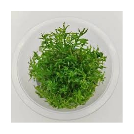 PLANTA N LUDWIGIA INCLINATA PANTANAL AP