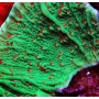 CORAL MONTIPORA CHILLI PEPPER
