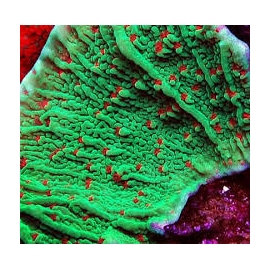 CORAL MONTIPORA CHILLI PEPPER