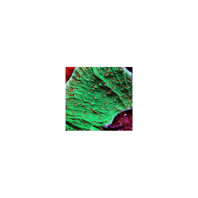 CORAL MONTIPORA CHILLI PEPPER