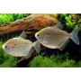 pacu prata md