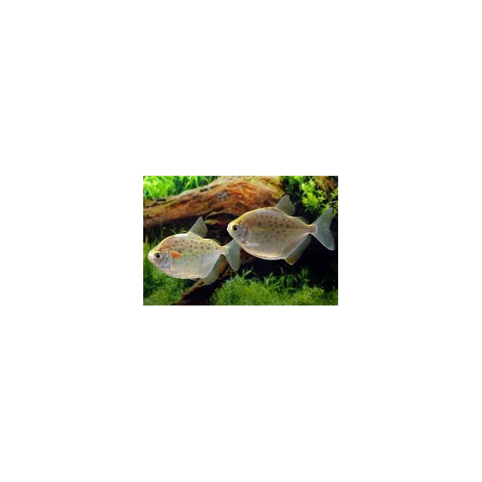 pacu prata md