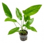 planta n anubia hastifolia tk