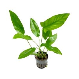planta n anubia hastifolia tk