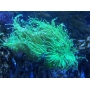 CORAL TORCH PINK TIPS BOCA