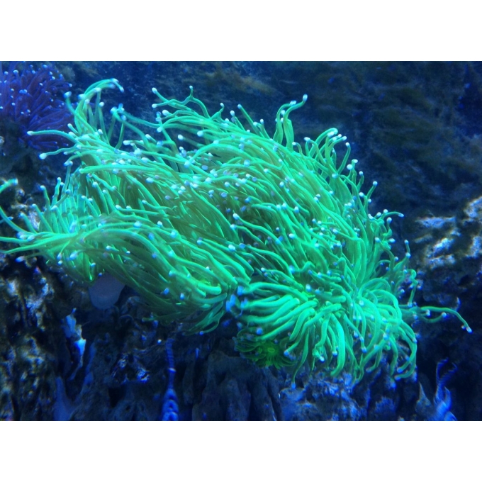 CORAL TORCH PINK TIPS BOCA
