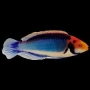 WRASSE SOLORENSIS 