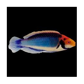 WRASSE SOLORENSIS 
