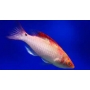 WRASSE DEBELIUS MALE