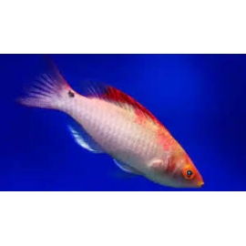 WRASSE DEBELIUS MALE