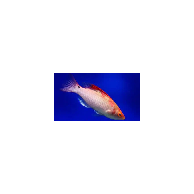 WRASSE DEBELIUS MALE