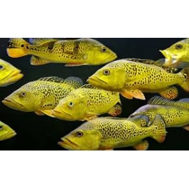 tucunare kelberi 20-25cm 