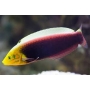 wrasse iridis