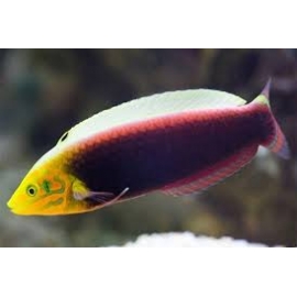 wrasse iridis