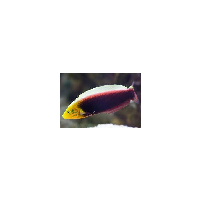 wrasse iridis